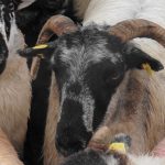 A Sheep at a Sheepherding demonstration